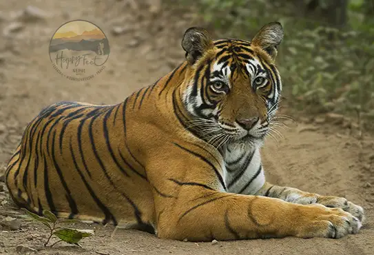 Golden Triangle Tiger Safari 9-Days
